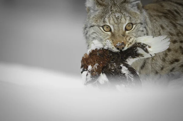 Lince — Fotografia de Stock