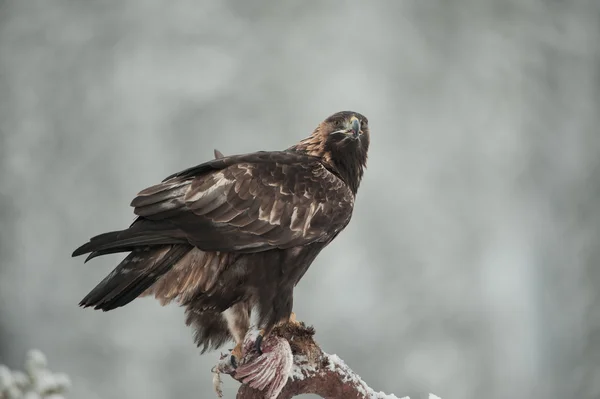 Aquila reale — Foto Stock