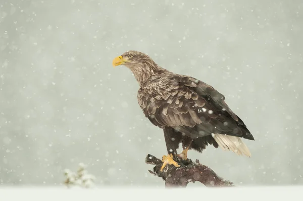 Seeadler Stockbild