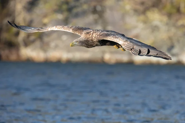 Aquila dalla coda bianca in volo. — Foto Stock