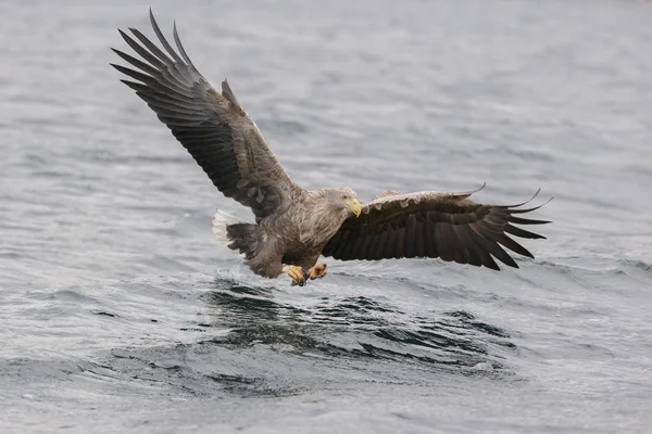 Seeadler jagen Stockbild