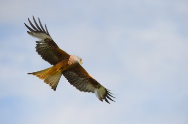 Red Kite clipart