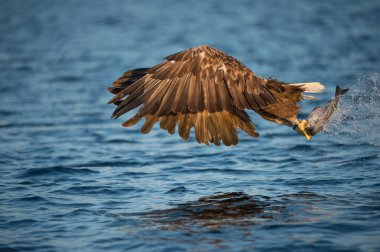 Eagle with Catch.
