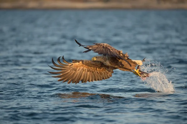 Águila con captura . — Foto de Stock