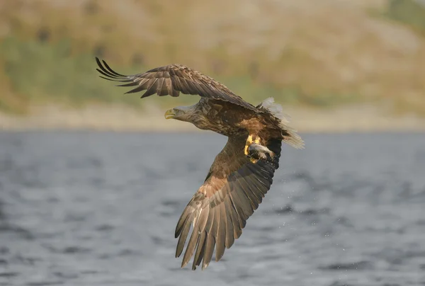 Adler mit Fang. lizenzfreie Stockfotos