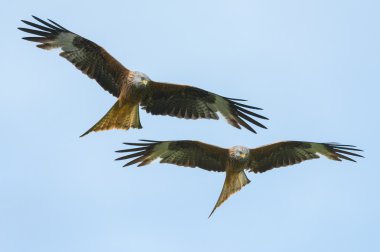 Red Kites clipart