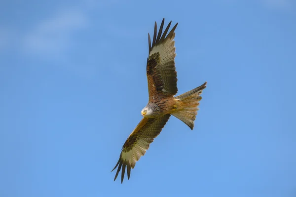 Red Kite — Stock Photo, Image