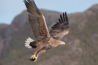 Ak kuyruklu kartal