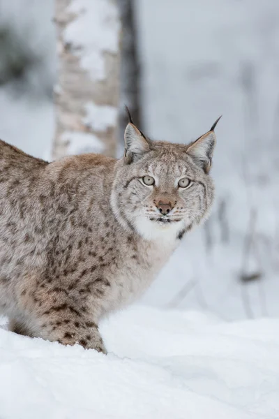 Lynx wilde kat — Stockfoto