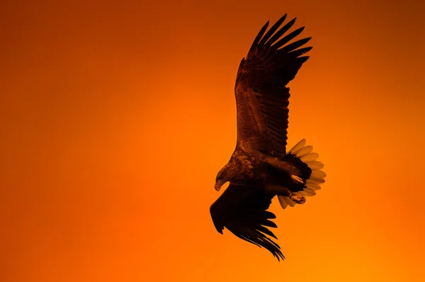 Eagle bij zonsondergang — Stockfoto