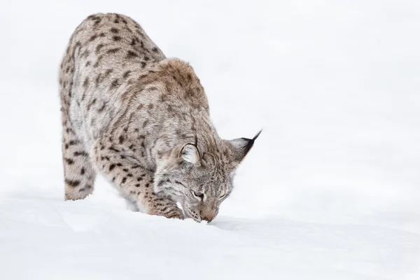 Lynx in de winter — Stockfoto