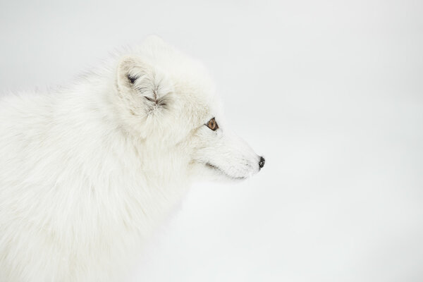 A close up of an Arctic Fox in its winter coat.