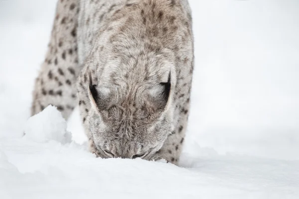 Lynx no inverno — Fotografia de Stock