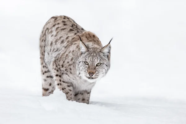 Luchs im Winter — Stockfoto