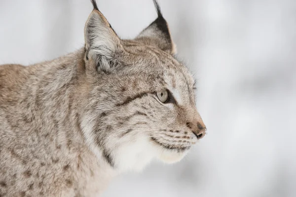 Lynx를 닫습니다. — 스톡 사진