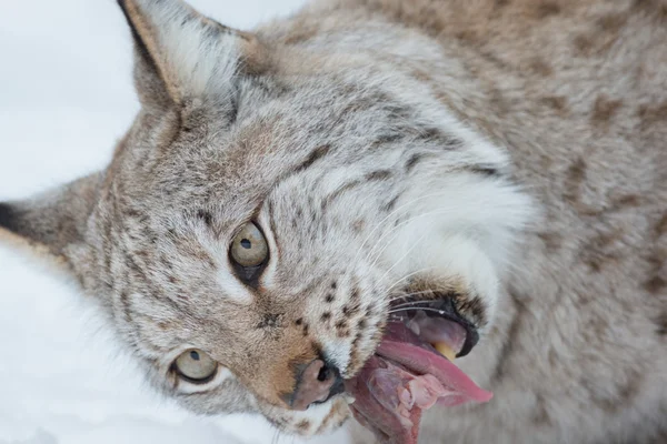 Lynx äta kött — Stockfoto