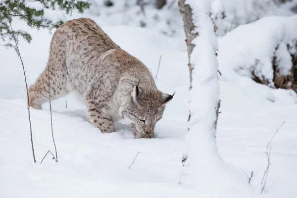 Lynx in de winter — Stockfoto