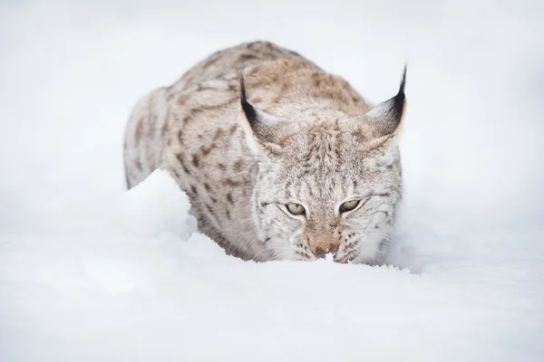 Lynx in de winter — Stockfoto