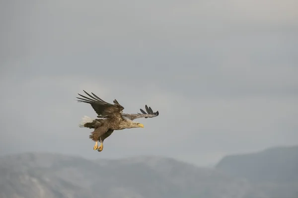 Chasse à l'aigle de mer — Photo