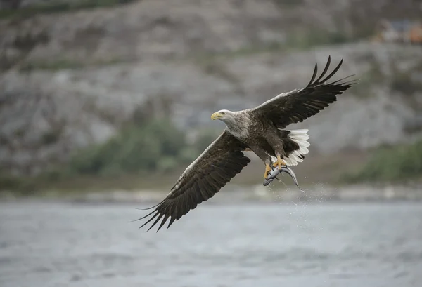 Chasse à l'aigle de mer — Photo