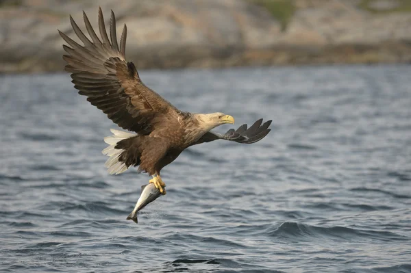 Águila real caza —  Fotos de Stock