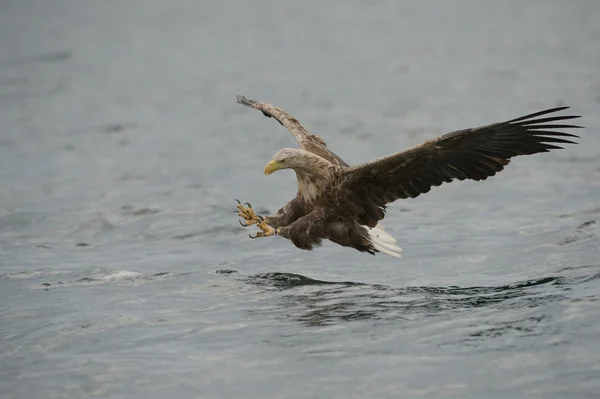 Chasse à l'aigle de mer — Photo