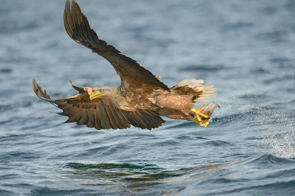 Охота на морских орлов — стоковое фото