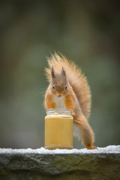 Funny Red Squirrel — Stock Photo, Image