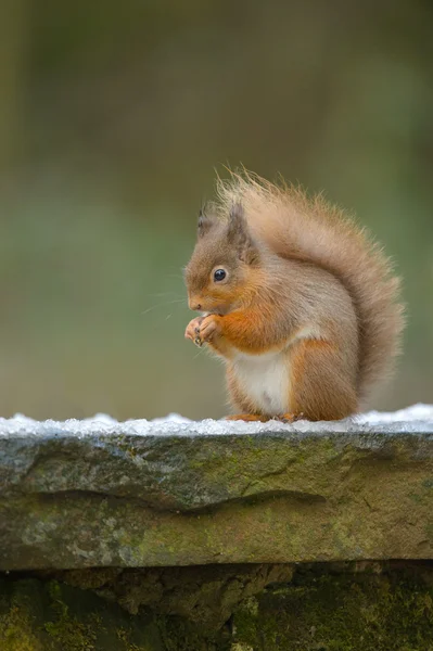 Rothörnchen fressen — Stockfoto