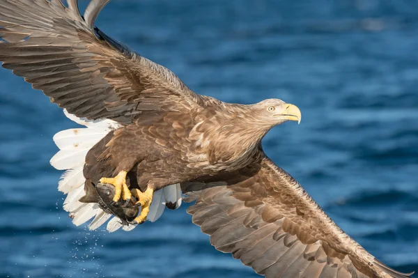 Caza águila marina —  Fotos de Stock