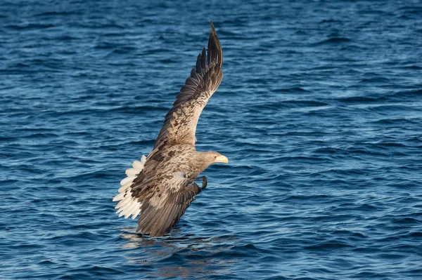 Hunting Sea Eagle — Stock Photo, Image