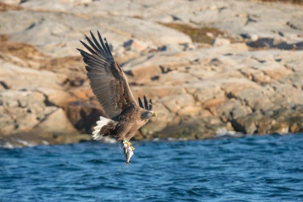 Caza águila marina — Foto de Stock