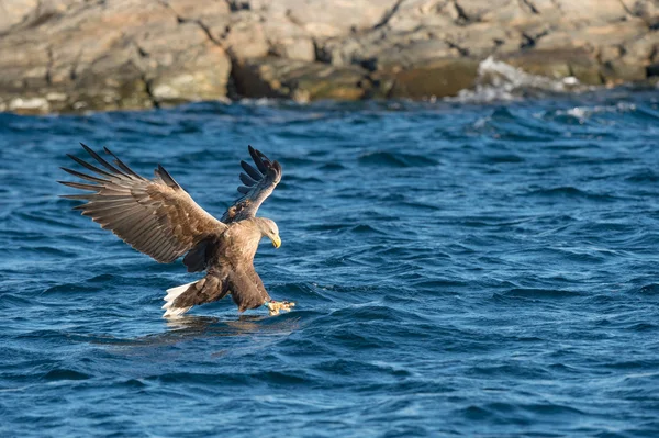 Aquila di mare cacciatrice — Foto Stock