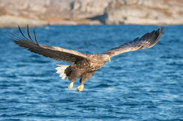 Avcılık deniz kartalı — Stok fotoğraf