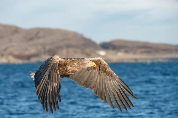 狩猟海ワシ — ストック写真