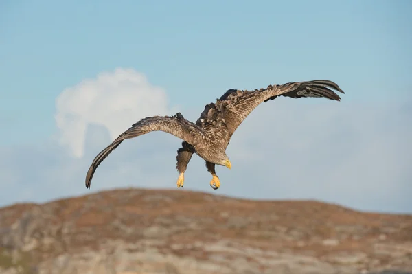 Caza águila marina — Foto de Stock