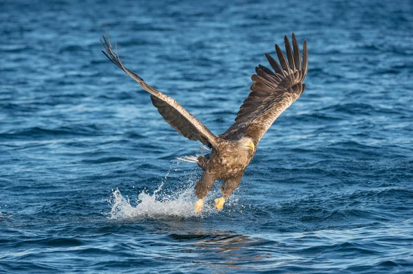 Caza águila marina —  Fotos de Stock