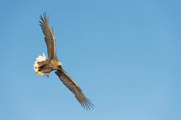 Aquila di mare cacciatrice — Foto Stock