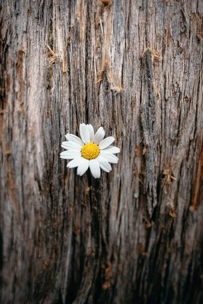 Close Image One Daisy Flower Attached Tree Stock Photo