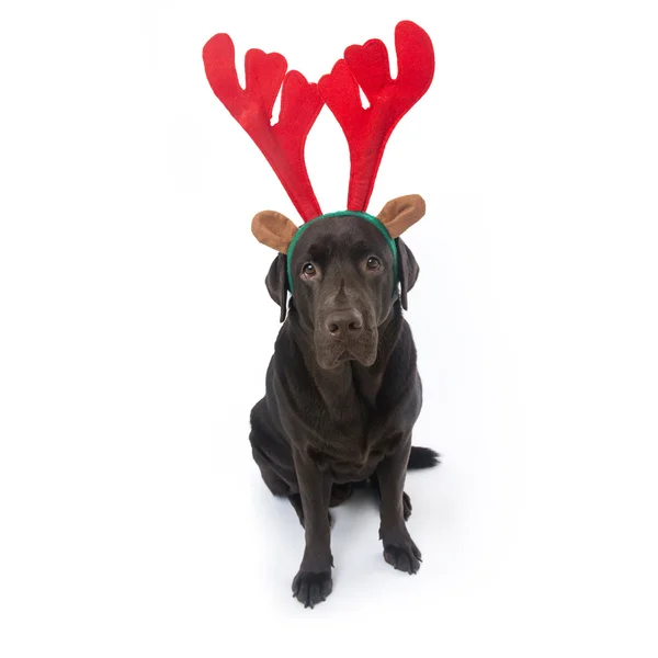 Labrador de chocolate com chifres isolados em branco Fotografia De Stock