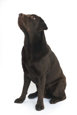 Çikolata labrador beyaz izole