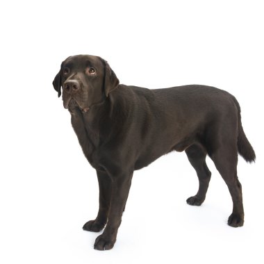 Çikolata labrador beyaz izole