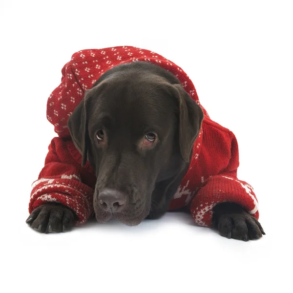 Labrador im roten Pullover — Stockfoto