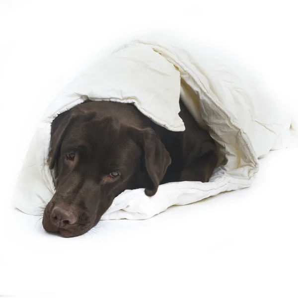 Labrador in weißer Decke — Stockfoto