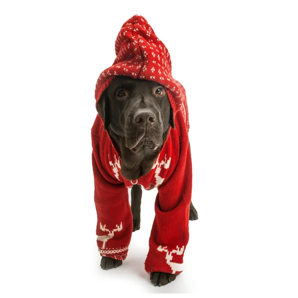 Labrador w czerwony sweter — Zdjęcie stockowe