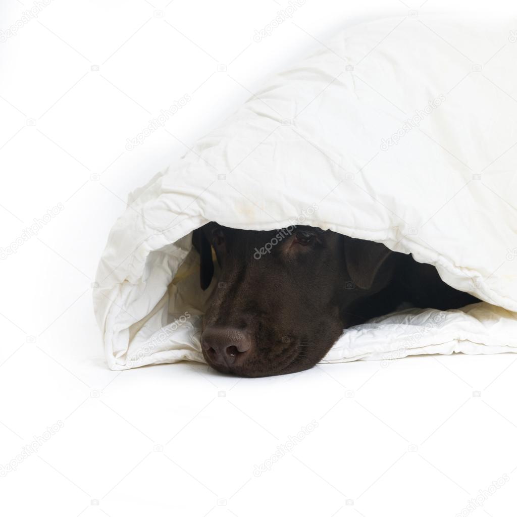 Labrador in white blanket