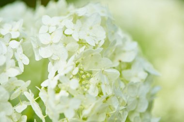 Beyaz ortanca bokeh arka plan