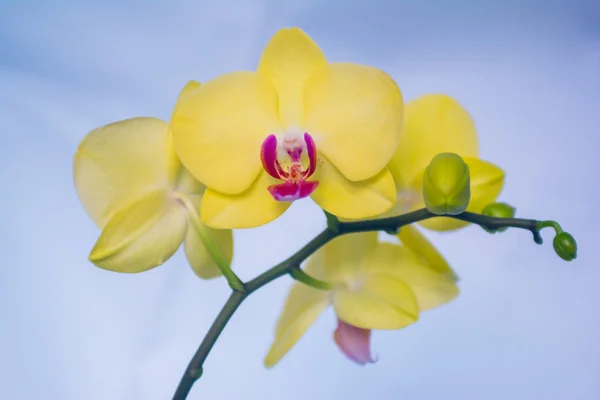 Krásná orchidej žlutá a růžová — Stock fotografie