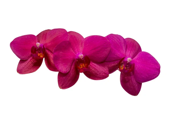 Purple orchid on white — Stock Photo, Image