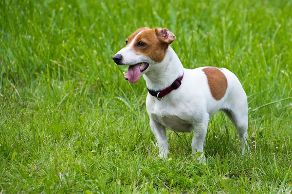 Jack Russel Teriyer yeşil çimlerde